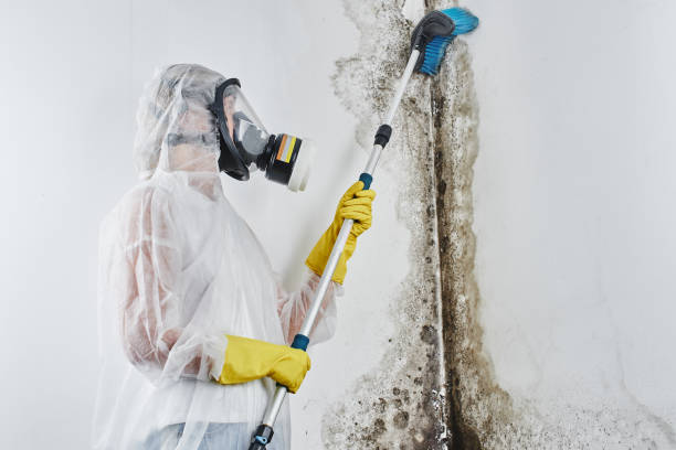 Professional Mold Remediation in Kraemer, LA