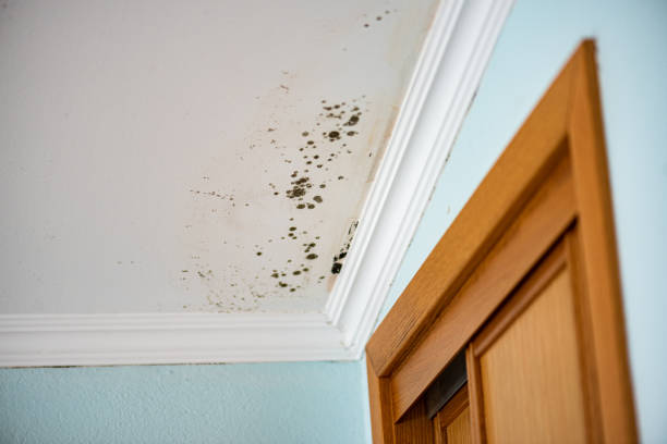 Best Commercial Mold Remediation in Kraemer, LA