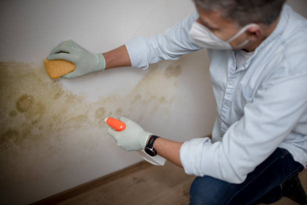 Best Health and Safety Mold Remediation in Kraemer, LA